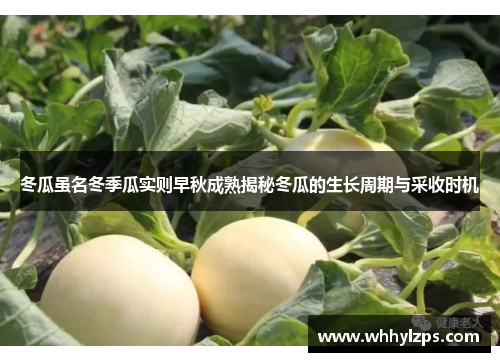 冬瓜虽名冬季瓜实则早秋成熟揭秘冬瓜的生长周期与采收时机